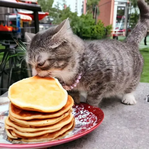 Кот не дождался завтрака