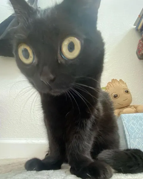 Ошарашенный чёрный кот