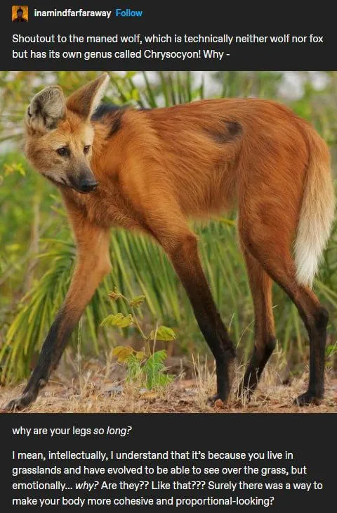 Why Are Your Legs So Long?