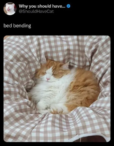 Cat Bed Bending