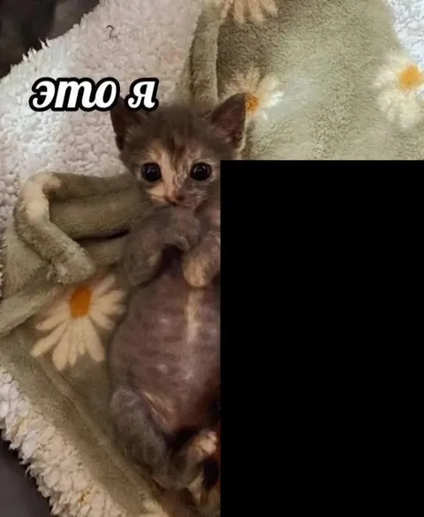 Это я, а этого депортируем