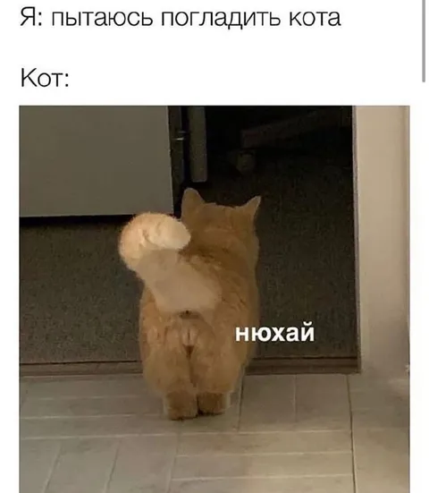 Кот не хочет ласки