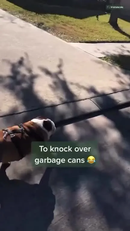 Bulldog Loves Knocking Over Bins