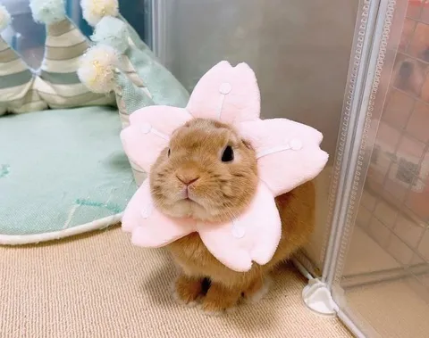 Кролик в костюме цветка