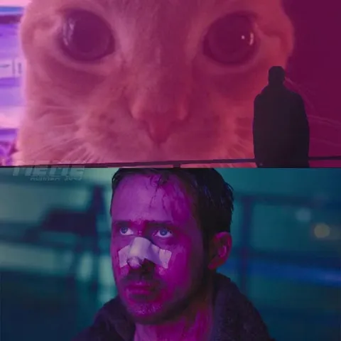Кот смотрит на избитого мужчину
