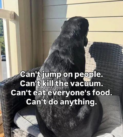 Dog Can't Do Anything