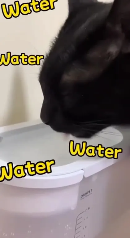 Black Cat Wants Food and Water