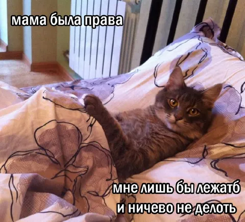 Кот просто лежит и ничего не делает