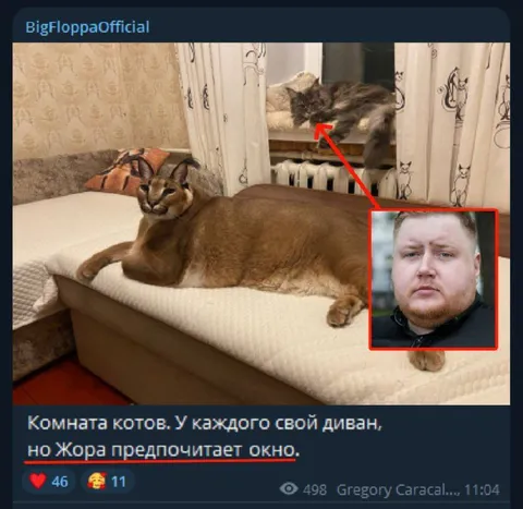 Комната котов и окно Жоры