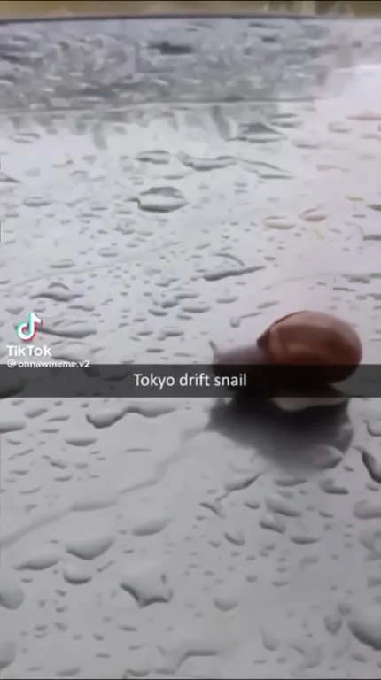 Улитка в стиле Tokyo Drift