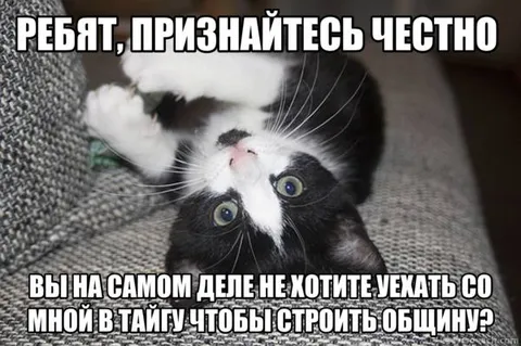 Кот зовёт строить общину в тайге