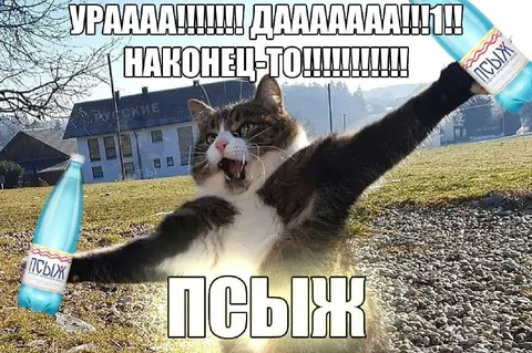 Кот наконец-то празднует