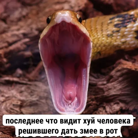 Последнее что видит человек