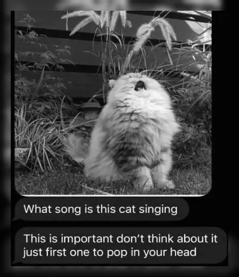 What Song Is This Cat Singing
