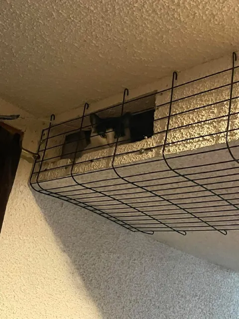 Кот в корзине под потолком