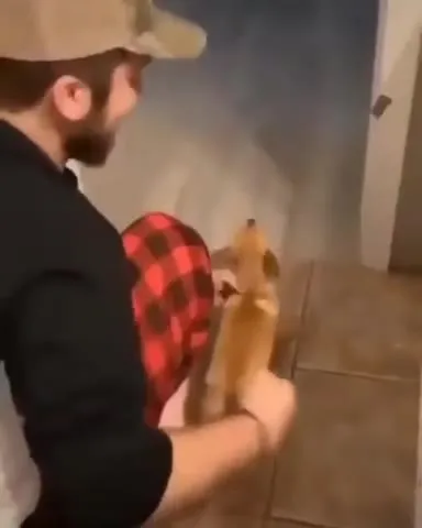 Собака убегает по коридору