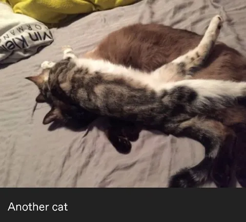 Another Cat on the Bed