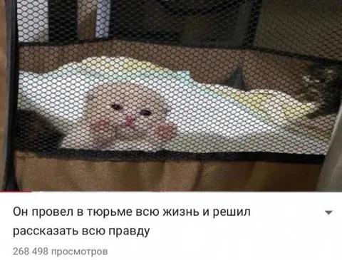 Кот решил рассказать всю правду