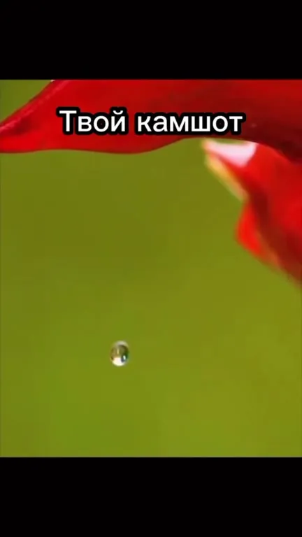 Камшот, девушка и пробегающий кот