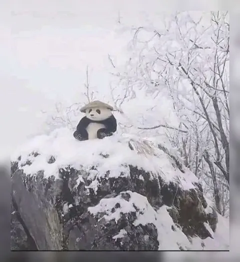 Панда на заснеженной скале