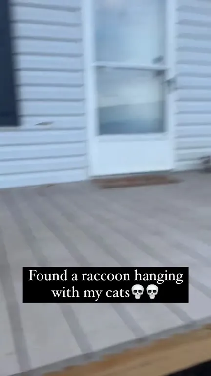 Raccoon Hangs Out With Cats