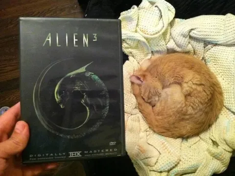 Alien 3 Cat