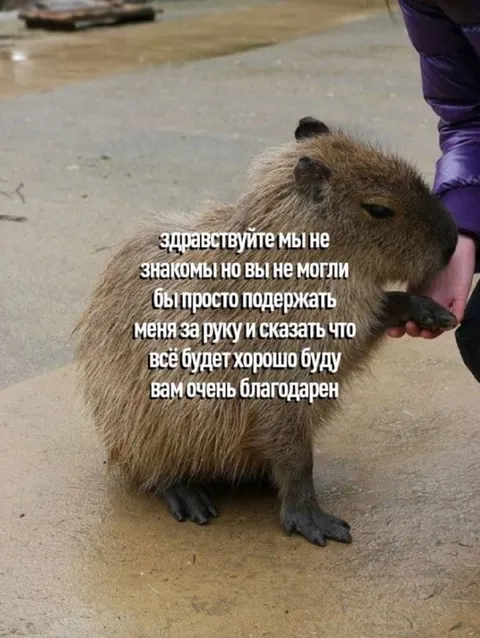 Капибара просит поддержки