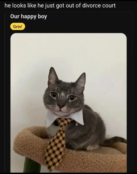 Cat Just Left Divorce Court