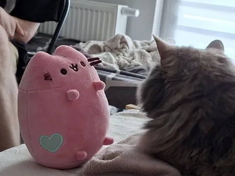 Плюшевая кошка знакомится с настоящей