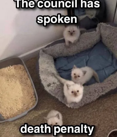 The Council Has Spoken