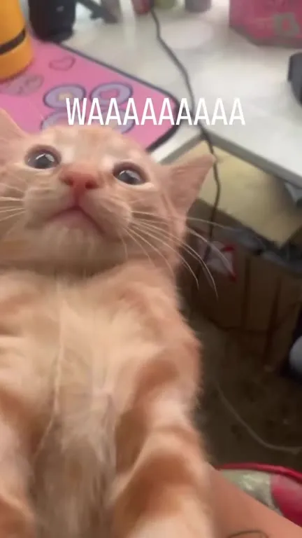 Screaming Kitten Reaction