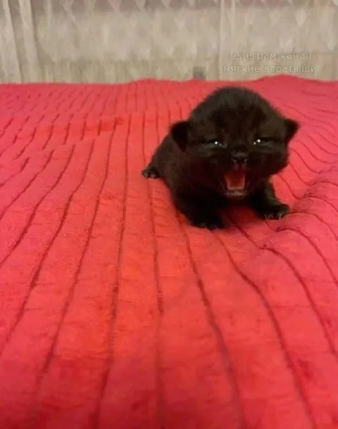 Орущий чёрный котёнок