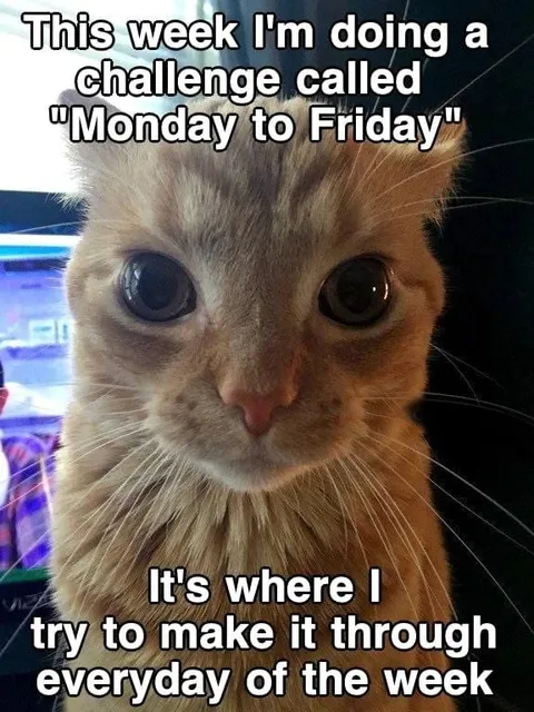 Monday to Friday Challenge Cat