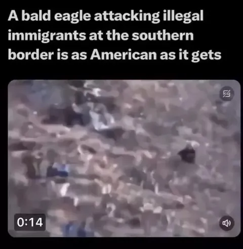Bald Eagle at the Border