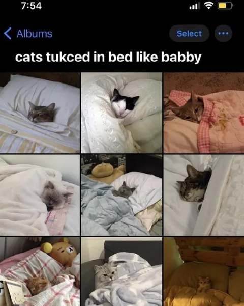 Cats Tucked in Bed Like Baby