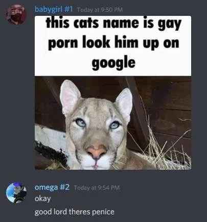 Cat Named Gay Porn
