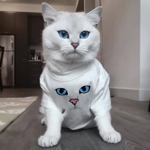 Кот в футболке с котом