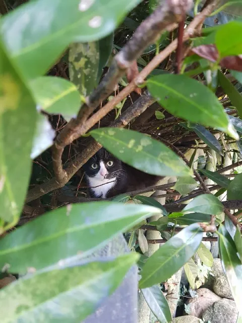 Кот прячется в кустах