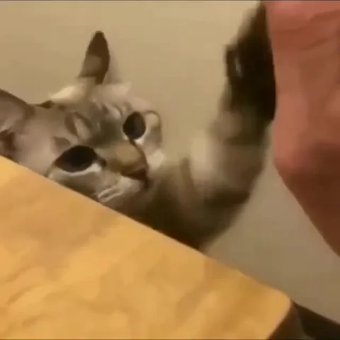 Cat Says My Man