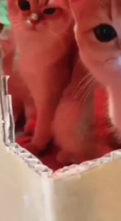 Private Party Cats