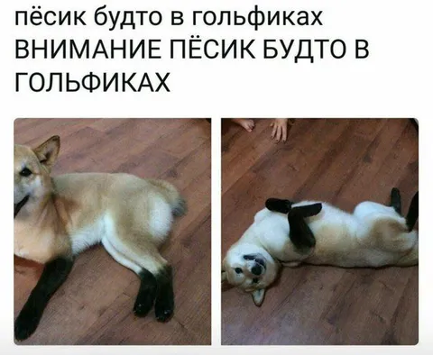 Пёсик будто в гольфиках