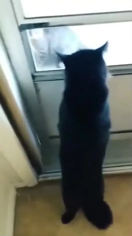 Кот встретил кота у двери