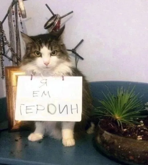 Кот ест героин