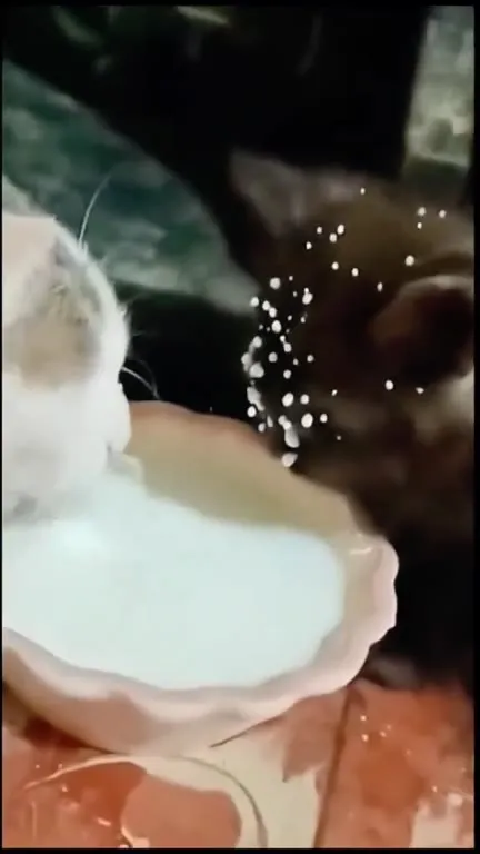 Коты делят миску молока