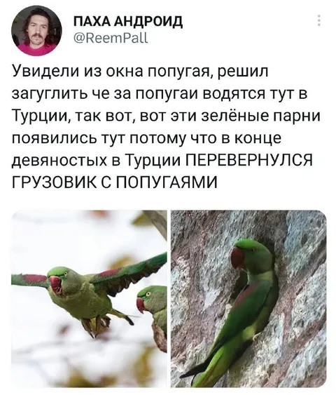 Попугаи после переворота грузовика