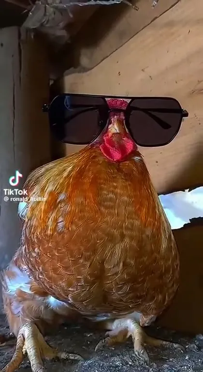 Курица в солнечных очках