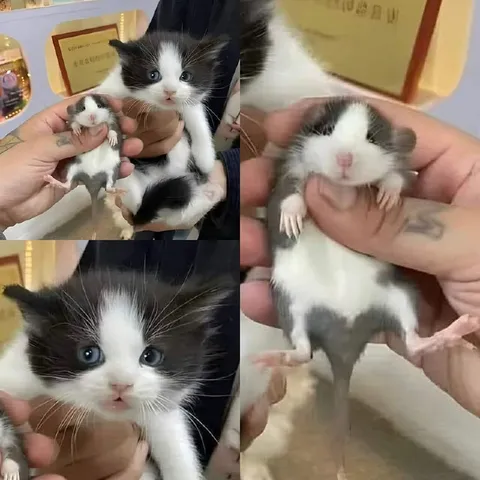 Котёнок и мышь-близнец