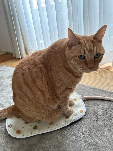 Рыжий кот на коврике