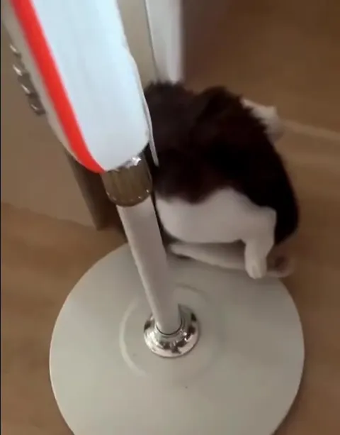Кот застрял на лампе