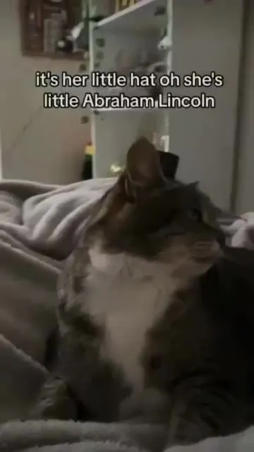 Cat Wearing a Little Abraham Lincoln Hat